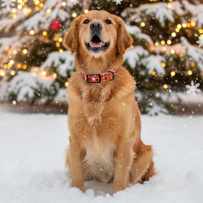 Bigfoot’s Ugly Christmas Sweater – Holiday Dog Collar
