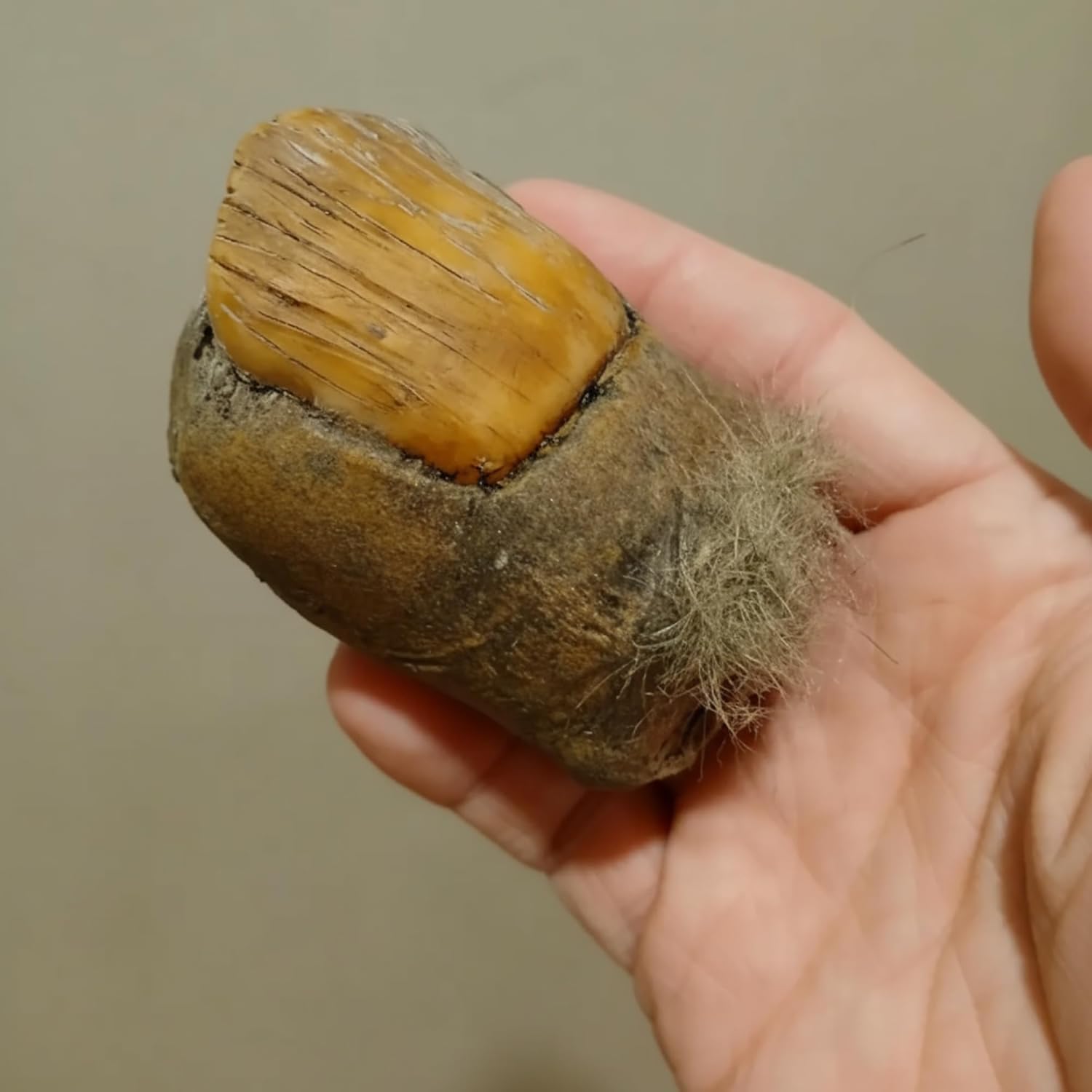 Bigfoot Toe Resin Ornament – The Ultimate Prank Collectible